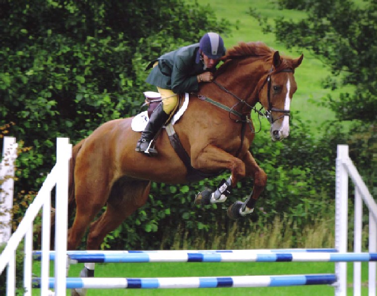 Oscar's Way - Working Hunter or Showjumper